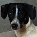   Tuki 