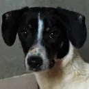   Tuki 