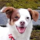   Pipi 