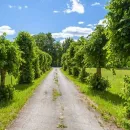 Villevere allee.jpg