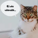 blogi (1).jpg
