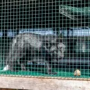 FOUR-PAWS_Finland-Fur-Farms_Copyright_FOUR-PAWS-_-Fred-Dott1-1024x682.jpg