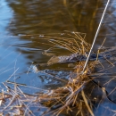 Konnad (foto_Katre Liiv).jpg