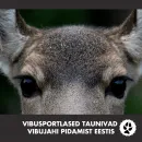 Loomus IG - vibujaht.png