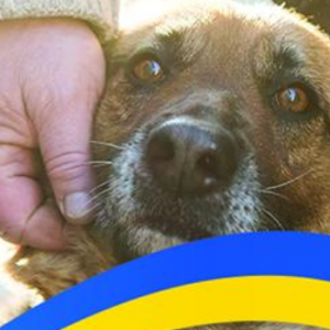 Let’s help the animals in Ukraine!