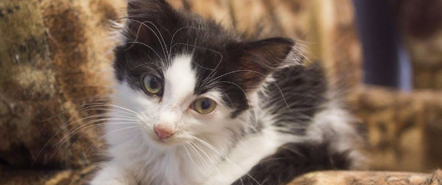HELP KITTENS FROM VALGA FIND A HOME!