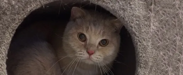 Help us investigate this cat's health issue!
