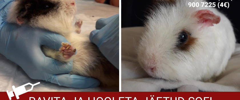 Ravita ja hooleta jäetud Sofi palub abi