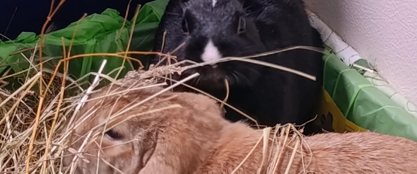 Toby and Luna want to help their friends