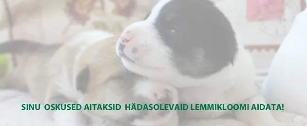 Varjupaikade MTÜ otsib IT-alast abi veebilehe paremaks muutmisel