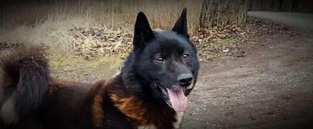 Ulata Koksile sõbrakäsi!