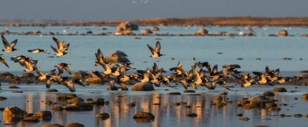 Eesti Ornitoloogiaühing: "For Estonian birds!"