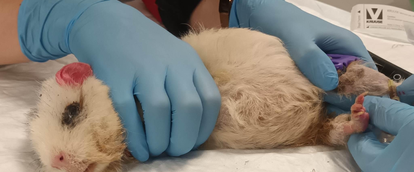 Aita anda Sofile veel üks võimalus tervenemiseks