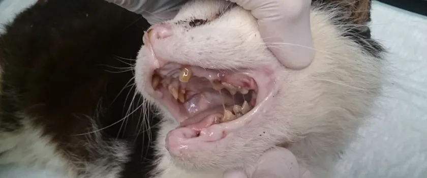PLEASE HELP US PAY FOR THE DENTIST BILLS