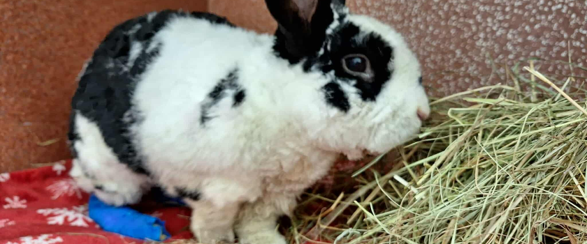 Aita meil tasuda õnnetu küüliku Jässu ravi eest!