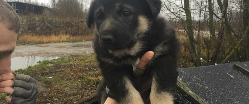Puppy need home! 