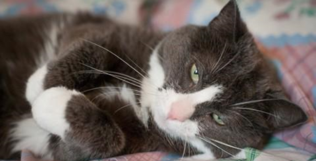 MTÜ Kassiabi "Позаботьтесь о бездомных кошках – помогите им обрести свой дом!"