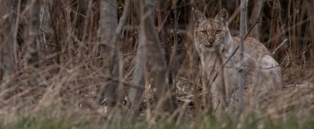 Estonian Fund for Nature: Help preserve Estonian nature!