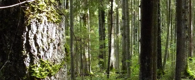 Eestimaa Looduse Fond „Aita kaitsta Eesti nahkhiiri!“