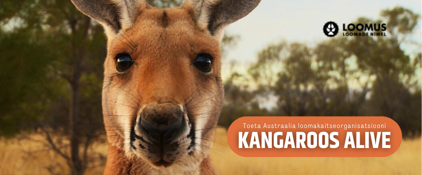 Loomus calls to support kangaroos