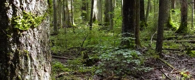 Eestimaa Looduse Fond „Aita kaitsta Eesti metsa!“