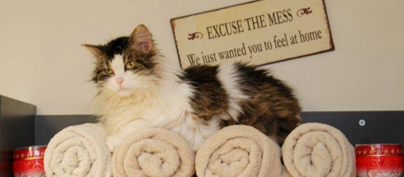 MTÜ Kassiabi ja MTÜ Kasside Turvakodu "Позаботьтесь о бездомных кошках – помогите им обрести свой дом!"