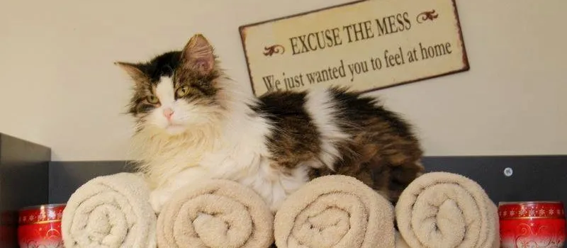 CatRescue and Cat Safehouse “Help a Kitty Find a Home!”