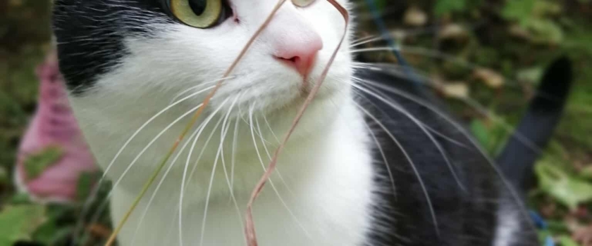 Sünnipäevakingitus loomadele