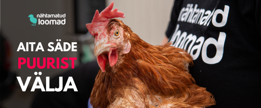 MTÜ Nähtamatud Loomad: aita kana Säde kõledast puurist välja