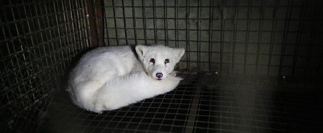 Help to stop raising animals for fur in Estonia